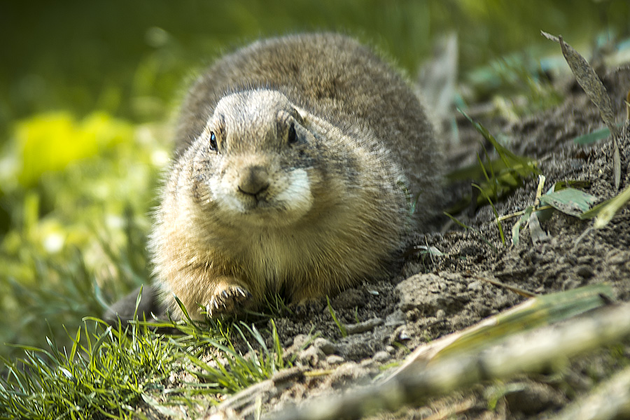 coaching im zoo fotografie